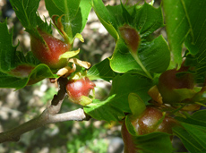 Lâchers de Torymus sinensis sur une feuille de châtaignier au printemps