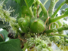 Lâchers de Torymus sinensis sur une feuille de châtaignier au printemps