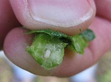 Lâchers de Torymus sinensis sur une feuille de châtaignier au printemps