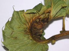 Lâchers de Torymus sinensis sur une feuille de châtaignier au printemps