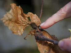 Lâchers de Torymus sinensis sur une feuille de châtaignier au printemps