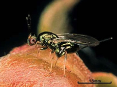 Lâchers de Torymus sinensis sur une feuille de châtaignier au printemps