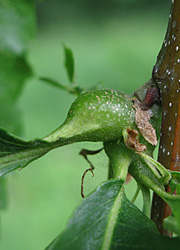 Le cynips du ch&acirc;taignier