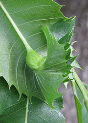 Le cynips du ch&acirc;taignier