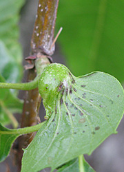 Le cynips du ch&acirc;taignier