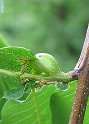 Le cynips du ch&acirc;taignier