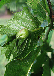 Le cynips du ch&acirc;taignier