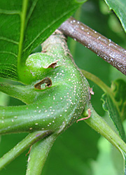 Le cynips du ch&acirc;taignier