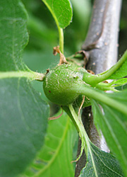 Le cynips du ch&acirc;taignier