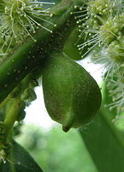 Le cynips du ch&acirc;taignier