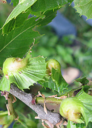 Le cynips du ch&acirc;taignier