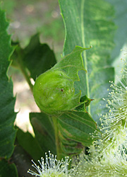 Le cynips du ch&acirc;taignier