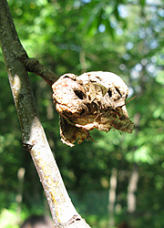 Le cynips du ch&acirc;taignier