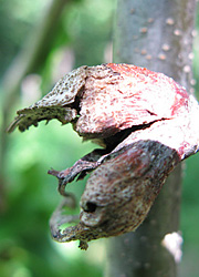 Le cynips du ch&acirc;taignier