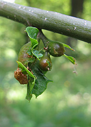 Le cynips du ch&acirc;taignier