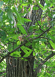 Le cynips du ch&acirc;taignier